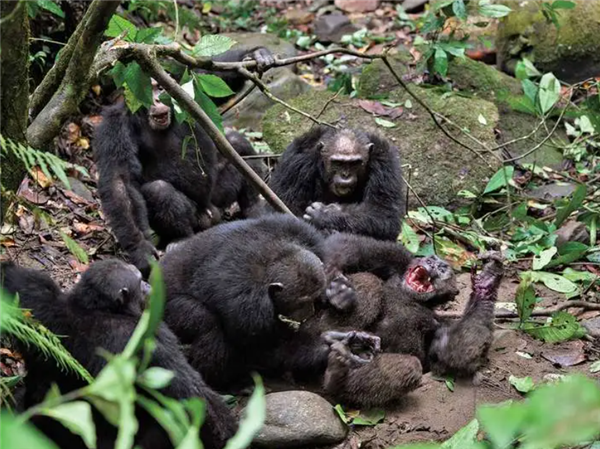 如果要在蟒蛇和黑猩猩之间选一个作为宠物 哪个会更适合?_wishdown.com 如果要在蟒蛇和黑猩猩之间选一个作为宠物 哪个会更适合?_wishdown.com