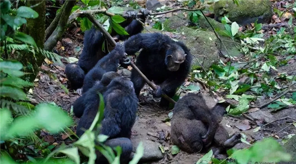 如果要在蟒蛇和黑猩猩之间选一个作为宠物 哪个会更适合?_wishdown.com 如果要在蟒蛇和黑猩猩之间选一个作为宠物 哪个会更适合?_wishdown.com