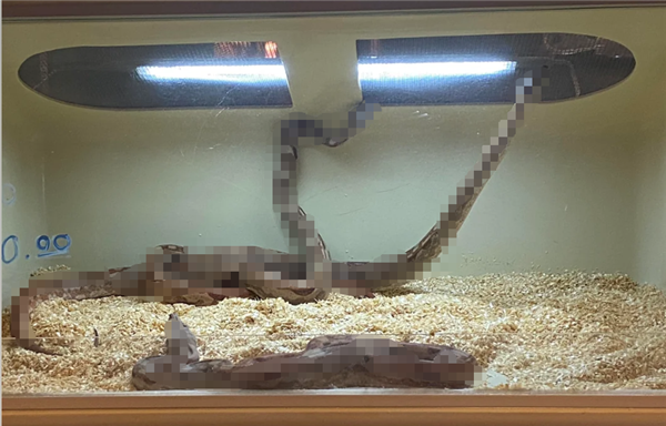 如果要在蟒蛇和黑猩猩之间选一个作为宠物 哪个会更适合?_wishdown.com 如果要在蟒蛇和黑猩猩之间选一个作为宠物 哪个会更适合?_wishdown.com