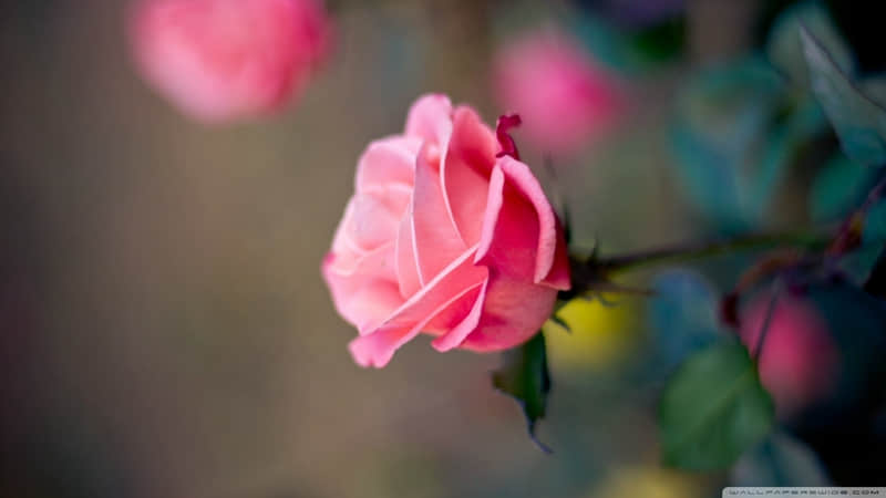 “这样发朋友圈好有感觉哦~”??_wishdown.com “这样发朋友圈好有感觉哦~”??_wishdown.com