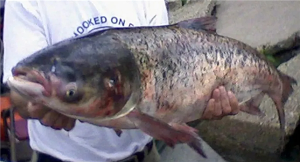 ���ⲻ�����࣡�����ն�������������������ս ��������̬���ɻ�������в