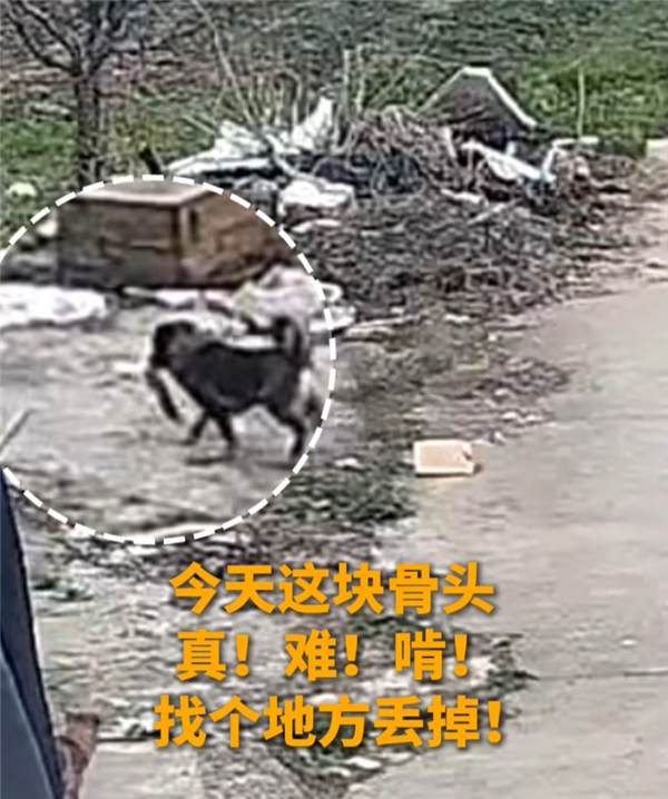 ���ӱ������ֻ������� ���鷢��С͵���Լҵ�С��