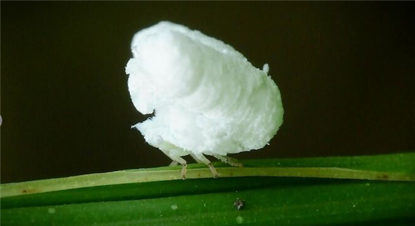 ����С���ӷ·����ߵġ����׻�����ͨ��ѩ��ë����һ�� ���³����ߵ÷ɿ�