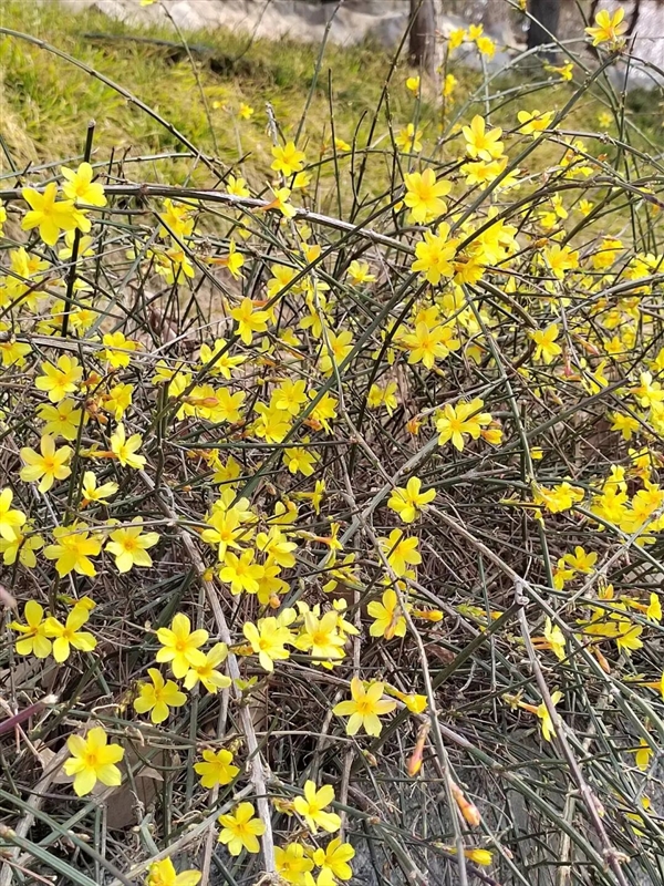 早春第一批开花的植物 为什么花朵都是黄色、白色?_wishdown.com 早春第一批开花的植物 为什么花朵都是黄色、白色?_wishdown.com