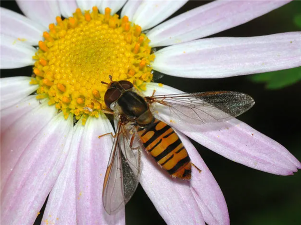 早春第一批开花的植物 为什么花朵都是黄色、白色?_wishdown.com 早春第一批开花的植物 为什么花朵都是黄色、白色?_wishdown.com