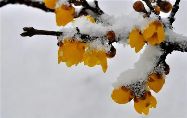 �紺��һ��������ֲ�� Ϊʲô���䶼�ǻ�ɫ����ɫ?