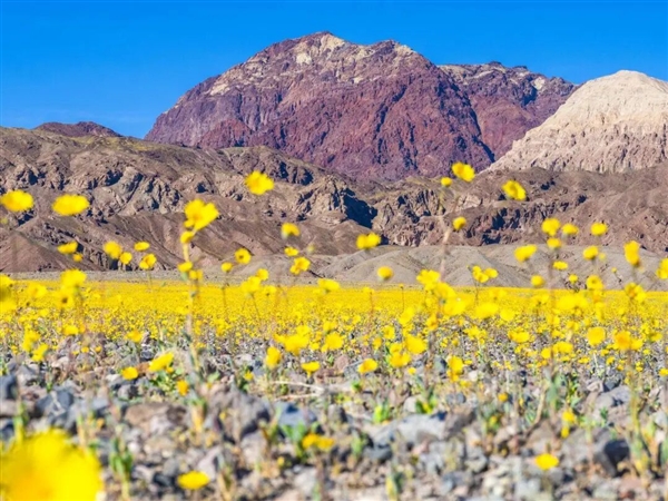 早春第一批开花的植物 为什么花朵都是黄色、白色?_wishdown.com 早春第一批开花的植物 为什么花朵都是黄色、白色?_wishdown.com