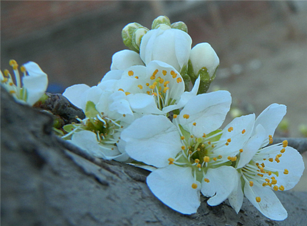早春第一批开花的植物 为什么花朵都是黄色、白色?_wishdown.com 早春第一批开花的植物 为什么花朵都是黄色、白色?_wishdown.com