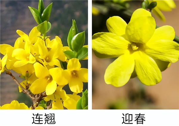 早春第一批开花的植物 为什么花朵都是黄色、白色?_wishdown.com 早春第一批开花的植物 为什么花朵都是黄色、白色?_wishdown.com