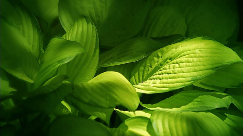 ���Բ�ҶȡС��������������??