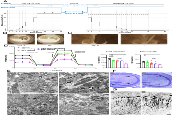 太空冬眠的希望!人类首次成功“重启”小鼠的冷冻大脑_wishdown.com 太空冬眠的希望!人类首次成功“重启”小鼠的冷冻大脑_wishdown.com