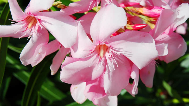 “大格局女人,发的干净句子??”_wishdown.com “大格局女人,发的干净句子??”_wishdown.com