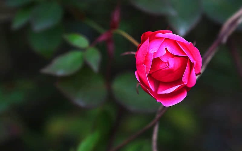 “美丽坏女人的极品权威文案”_wishdown.com “美丽坏女人的极品权威文案”_wishdown.com