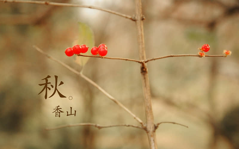 “女人微醺时这样发”_wishdown.com “女人微醺时这样发”_wishdown.com