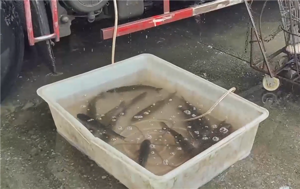 央视曝光:活鱼被人为麻醉流向餐桌 有些直接用剧毒工业酒精_wishdown.com 央视曝光:活鱼被人为麻醉流向餐桌 有些直接用剧毒工业酒精_wishdown.com