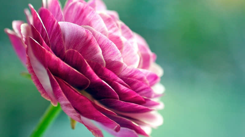 “存起来,过年回家这样发,没人舍得屏蔽你??”_wishdown.com “存起来,过年回家这样发,没人舍得屏蔽你??”_wishdown.com