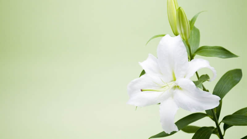 “过年要红包,这样说,笑趴对方??”_wishdown.com “过年要红包,这样说,笑趴对方??”_wishdown.com