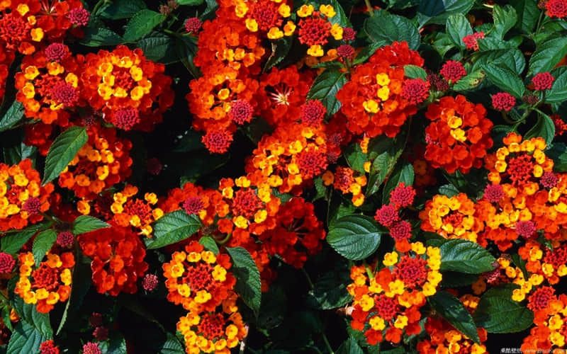 ???????? ??老己,你的文案来了_wishdown.com ???????? ??老己,你的文案来了_wishdown.com