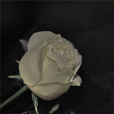 �����������˸�����������(��ѡ100��)