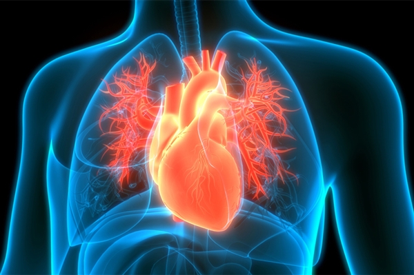 长期养狗心脏病风险直降20%:天然护心神器_wishdown.com 长期养狗心脏病风险直降20%:天然护心神器_wishdown.com