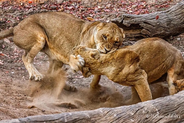 为什么灵长类动物打架时 那么喜欢攻击对手的睾丸_wishdown.com 为什么灵长类动物打架时 那么喜欢攻击对手的睾丸_wishdown.com