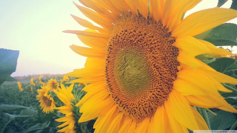 “ ??老己,换个半糖半仙的昵称 ”_wishdown.com “ ??老己,换个半糖半仙的昵称 ”_wishdown.com