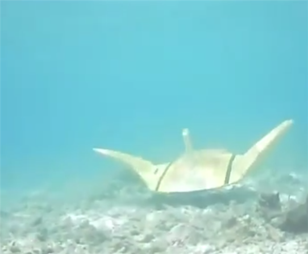 国产“魔鬼鱼”锁定水下爆炸物 可全速航行数十小时_wishdown.com 国产“魔鬼鱼”锁定水下爆炸物 可全速航行数十小时_wishdown.com