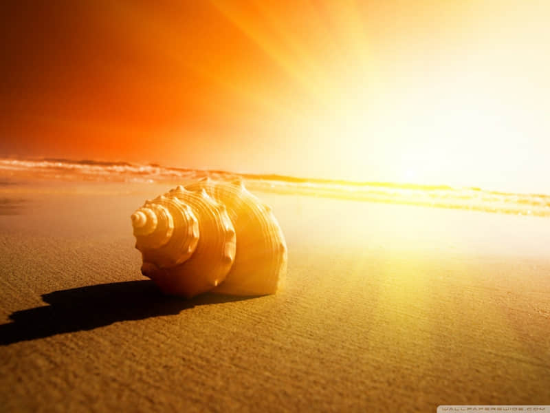 �������İ����Ƕ����İ�����ů��ʫ�⣬��������������ʼ�����