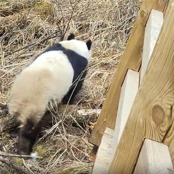 ��կ������״�ʵ�ĵ�Ұ������è�������������ջ������