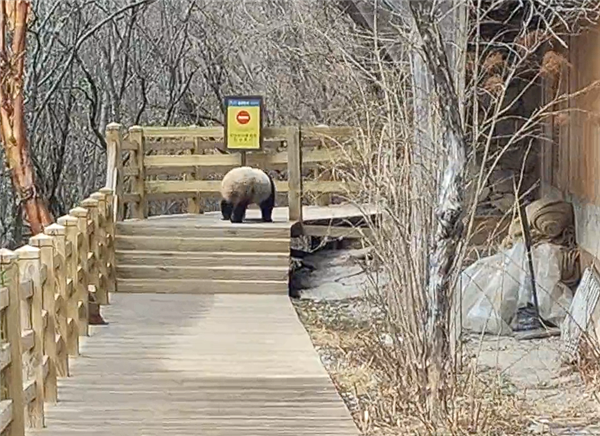 九寨沟震后首次实拍到野生大熊猫:俯下身子钻过栈道护栏_wishdown.com 九寨沟震后首次实拍到野生大熊猫:俯下身子钻过栈道护栏_wishdown.com
