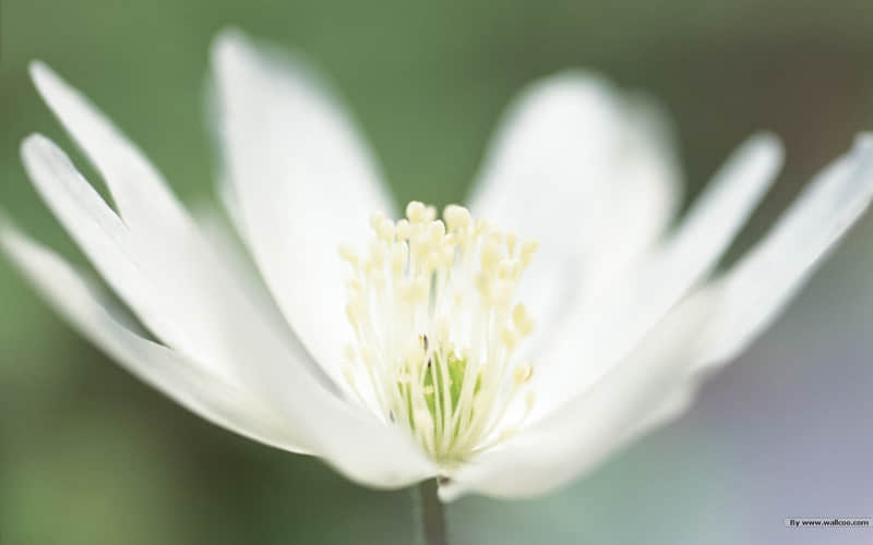 “男人的通病,你越这样??,他越爱你!”_wishdown.com “男人的通病,你越这样??,他越爱你!”_wishdown.com