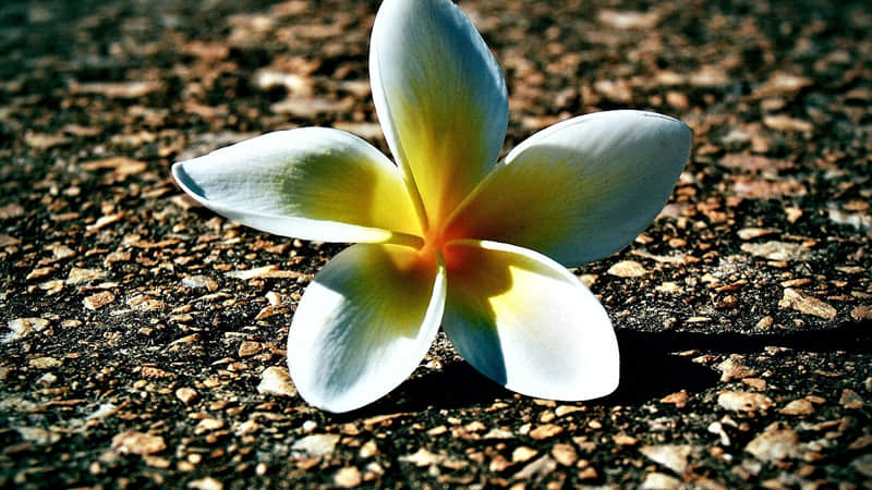 “存起来,除夕夜那天发,高级感绝了”_wishdown.com “存起来,除夕夜那天发,高级感绝了”_wishdown.com