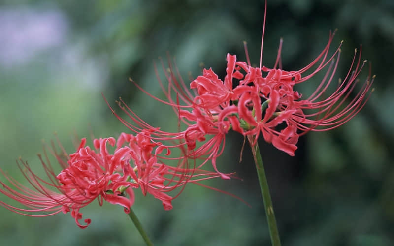 “2?2?/??.???? 情人节,挑一句发朋友圈”??_wishdown.com “2?2?/??.???? 情人节,挑一句发朋友圈”??_wishdown.com