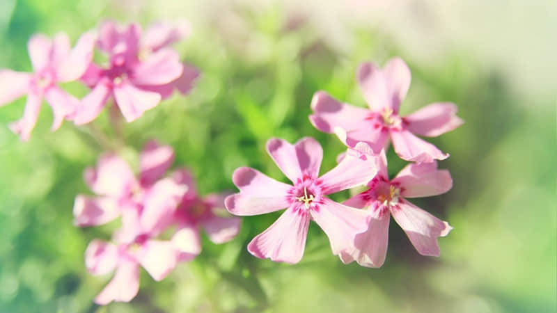 “2?2?/??.?? 除夕夜这么发??,高级感绝了,先收藏”_wishdown.com “2?2?/??.?? 除夕夜这么发??,高级感绝了,先收藏”_wishdown.com