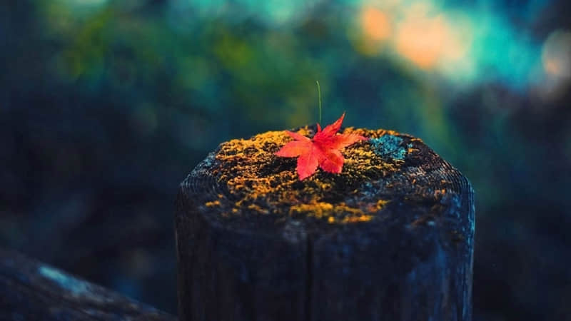 “2?2?/??.??除夕夜??,请发一种很新的朋友圈”_wishdown.com “2?2?/??.??除夕夜??,请发一种很新的朋友圈”_wishdown.com