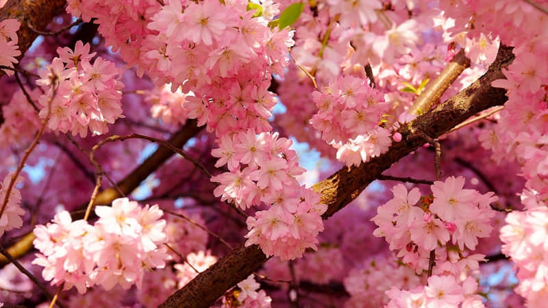 “存起来,初一拜年发圈,太有感觉了”_wishdown.com “存起来,初一拜年发圈,太有感觉了”_wishdown.com