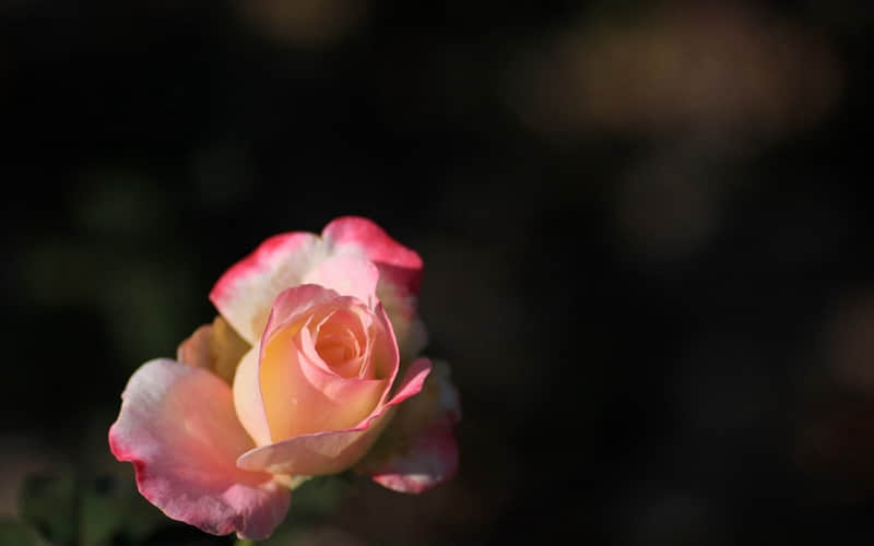 “早安朋?友?圈?这样发,太招财了”_wishdown.com “早安朋?友?圈?这样发,太招财了”_wishdown.com