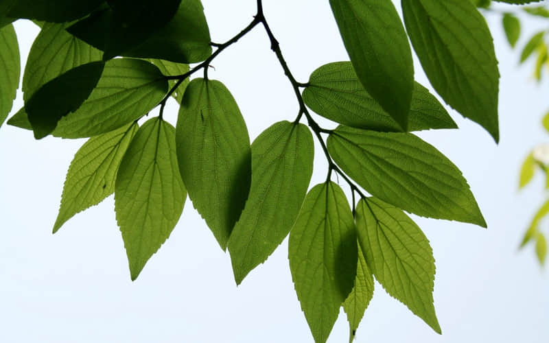 “除夕,请发一条不一样的朋友圈”_wishdown.com “除夕,请发一条不一样的朋友圈”_wishdown.com