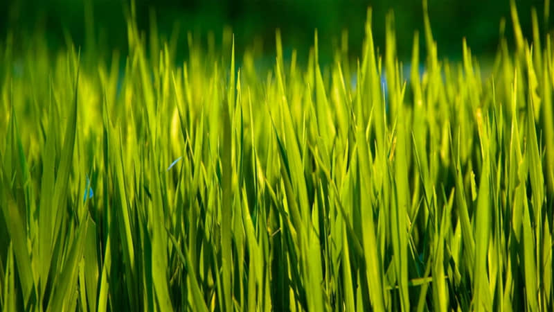 “除夕,请发一条不一样的朋友圈”_wishdown.com “除夕,请发一条不一样的朋友圈”_wishdown.com