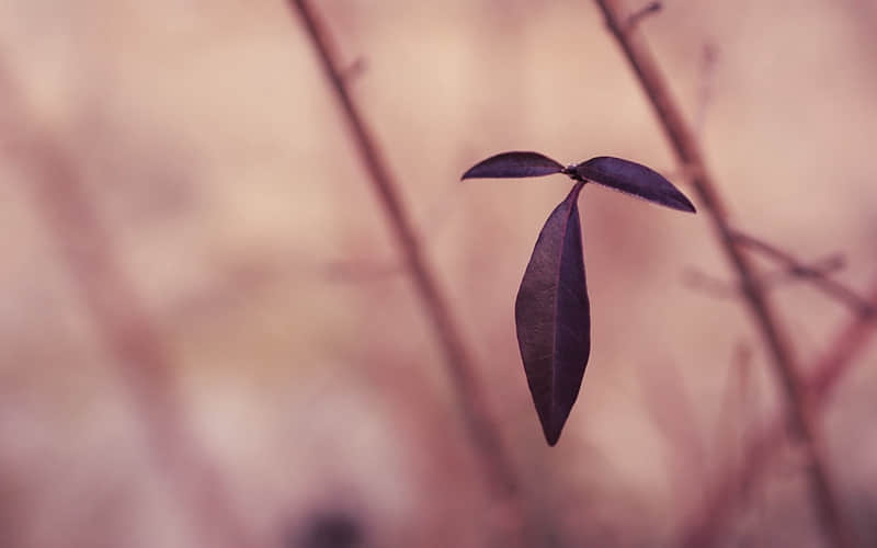 “????????春节????:???? ????发圈文案”??ˋ???ˊ?_wishdown.com “????????春节????:???? ????发圈文案”??ˋ???ˊ?_wishdown.com