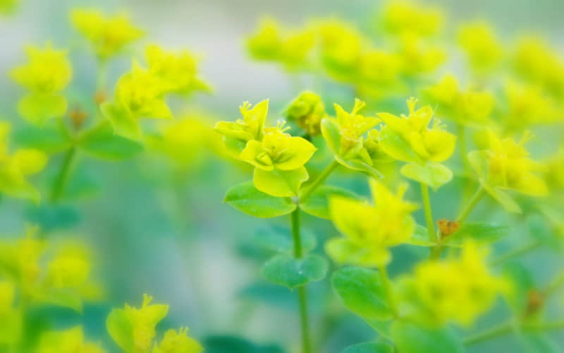 “过年收红包,别只会说「谢谢」,这样说,乐死对方”_wishdown.com “过年收红包,别只会说「谢谢」,这样说,乐死对方”_wishdown.com