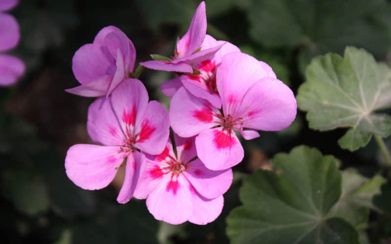 “????2026大年初一朋友圈发的拜年文案,高级感拉满”_wishdown.com “????2026大年初一朋友圈发的拜年文案,高级感拉满”_wishdown.com