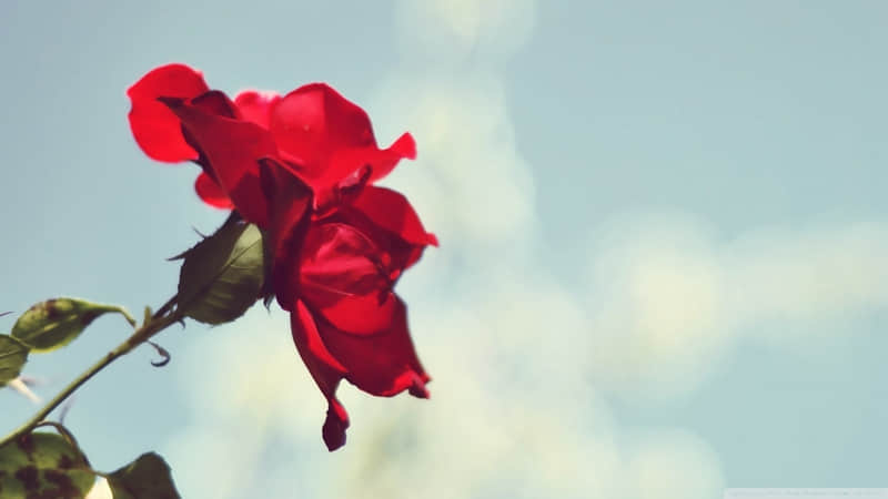 “????2026大年初一朋友圈发的拜年文案,高级感拉满”_wishdown.com “????2026大年初一朋友圈发的拜年文案,高级感拉满”_wishdown.com