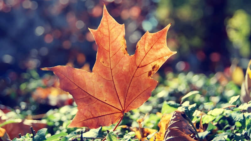 ����󸴹���������ȥЦ������Ȧ��??