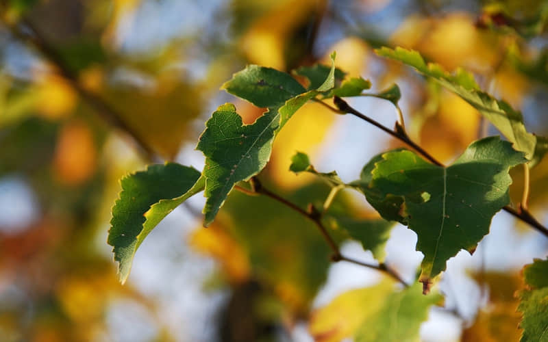 “拿去,你就这样发圈,谁看了都想点赞~”_wishdown.com “拿去,你就这样发圈,谁看了都想点赞~”_wishdown.com