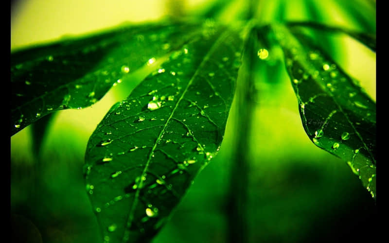 "偷一条,去颠死你的朋友圈"_wishdown.com "偷一条,去颠死你的朋友圈"_wishdown.com