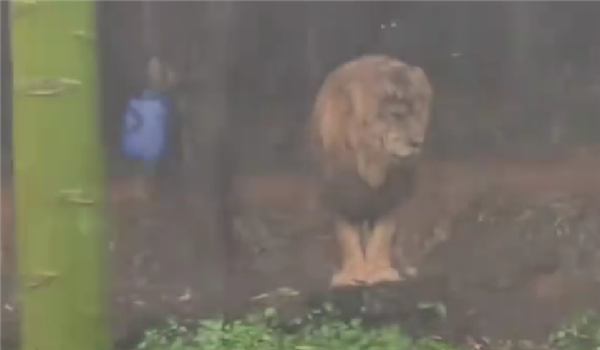 ��¡����԰һʨ�����������ߺ죺һ�������������������