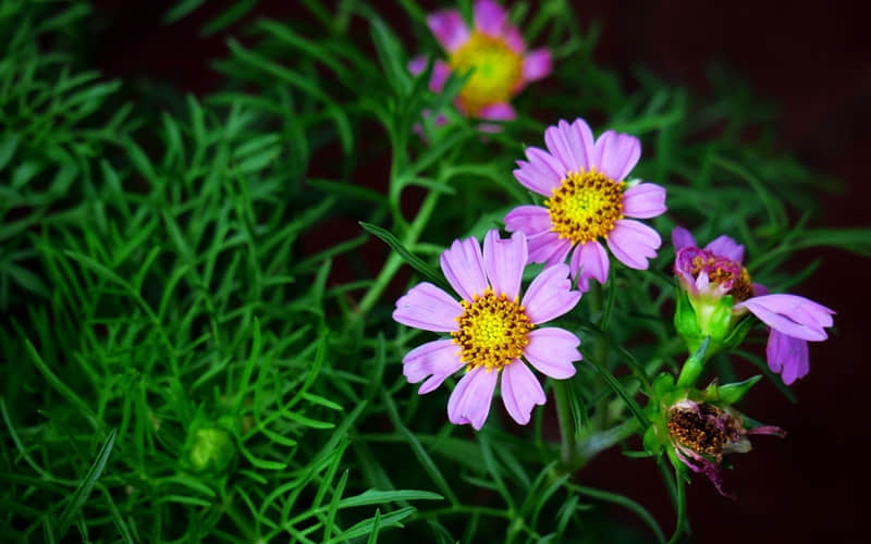 “大年十一,请发一条不一样的朋友圈”_wishdown.com “大年十一,请发一条不一样的朋友圈”_wishdown.com