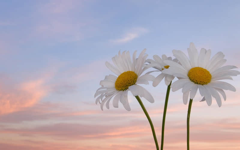 ��������Ұ��С�黰����