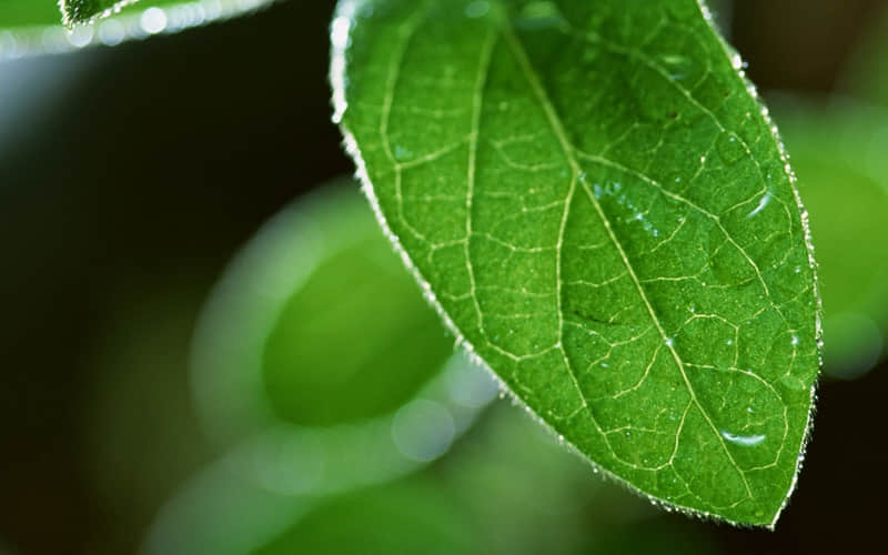 “高级治愈的油菜花文案,赞爆朋友圈”_wishdown.com “高级治愈的油菜花文案,赞爆朋友圈”_wishdown.com